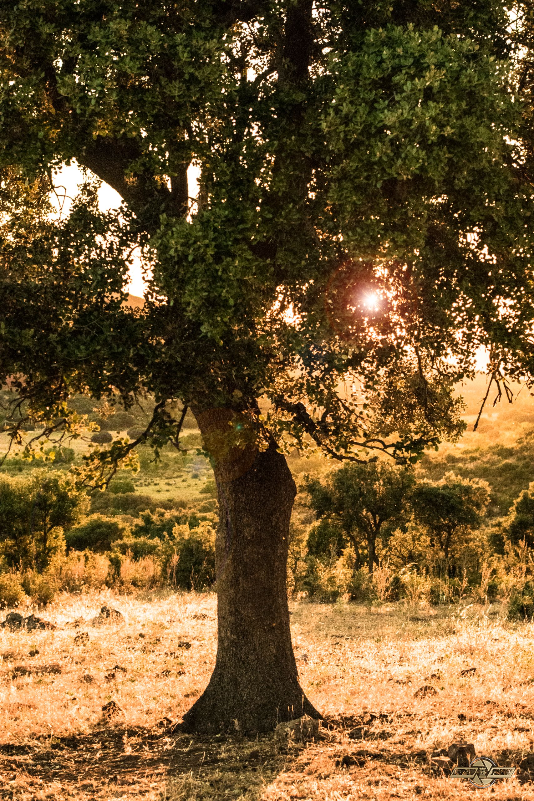 A beautiful tree stands in a vibrant forest during sunset, casting warm sunlight over the landscape.