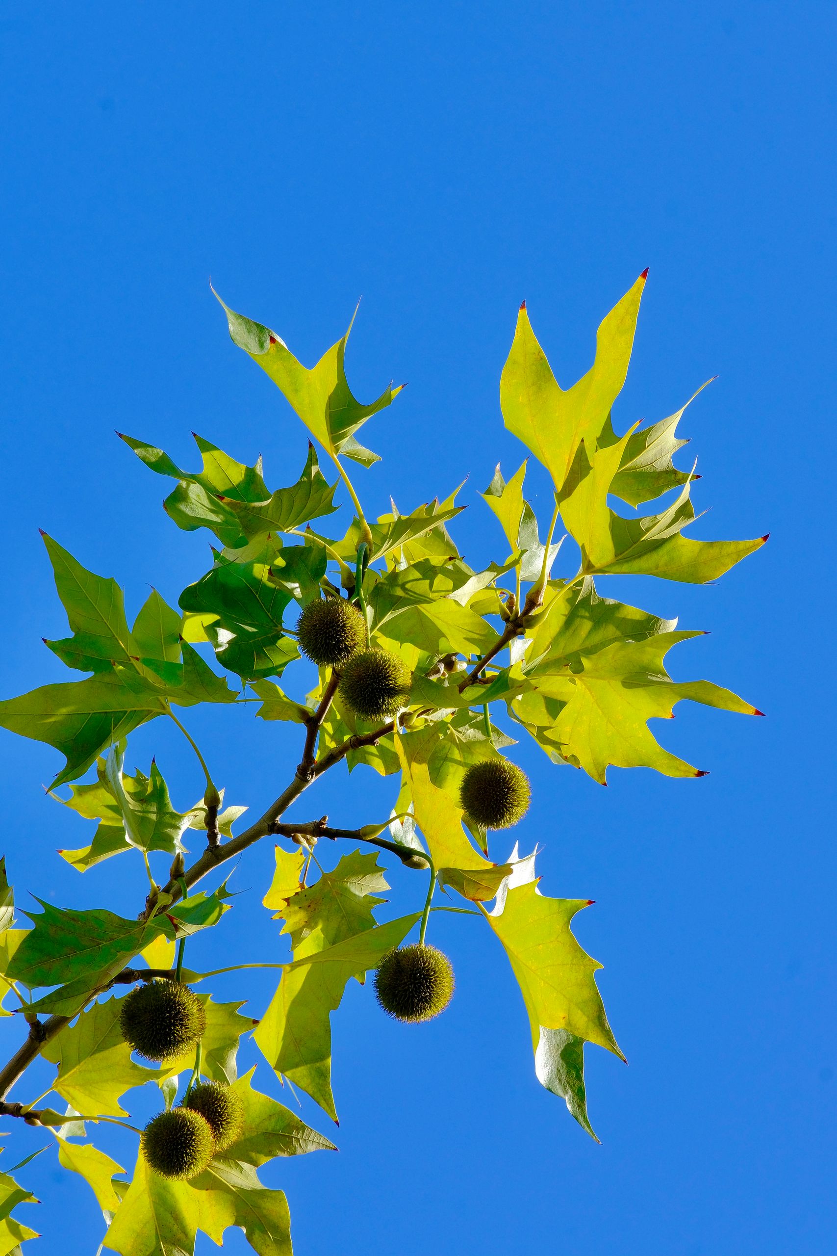 Bright green chestnut leaves and spiky fruits on a branch under a clear blue sky in Paris, France.