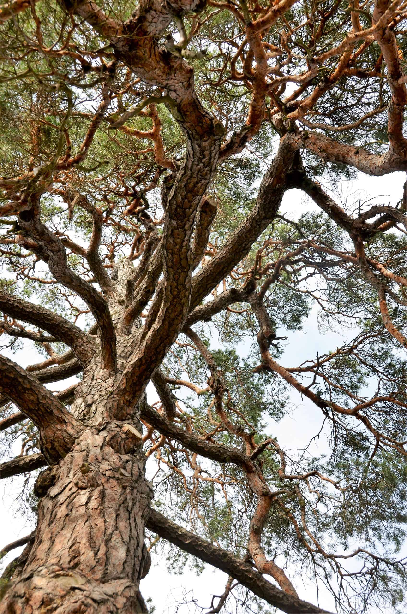 Capture of a towering pine tree with intricate branches against a clear summer sky in Stockholm.