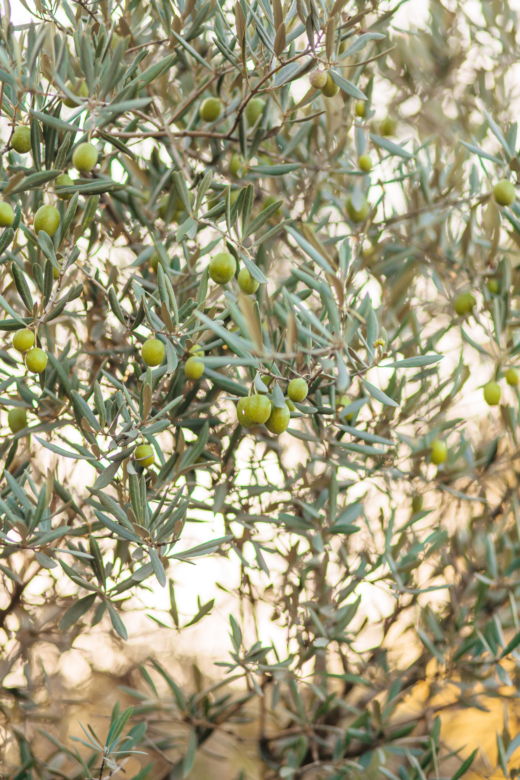 Close-up view of green olives on olive tree branches under warm summer light.