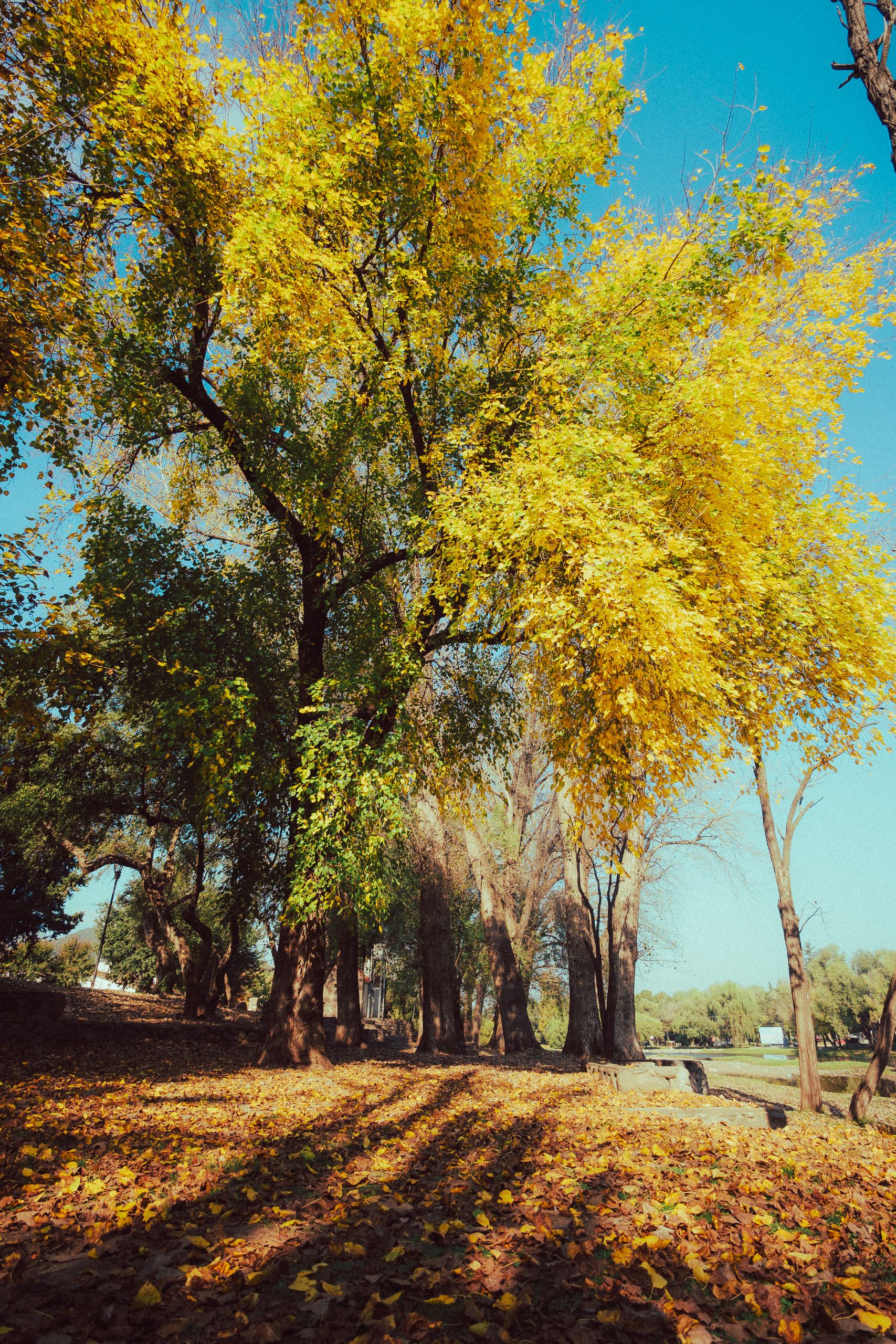 Golden autumn leaves brightening a serene park landscape on a sunny day.