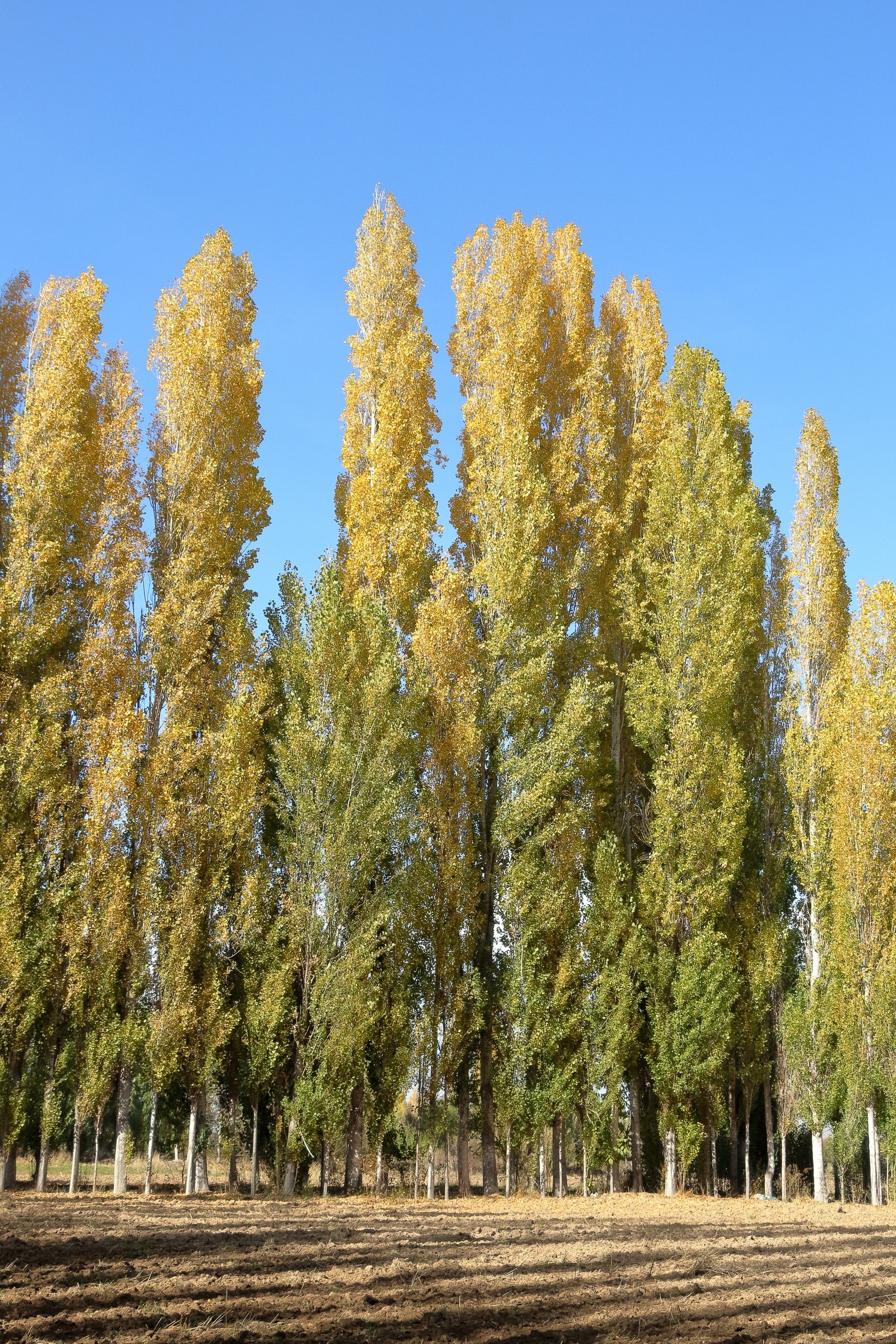 Vertical row of tall autumn trees with golden leaves against a clear blue sky.