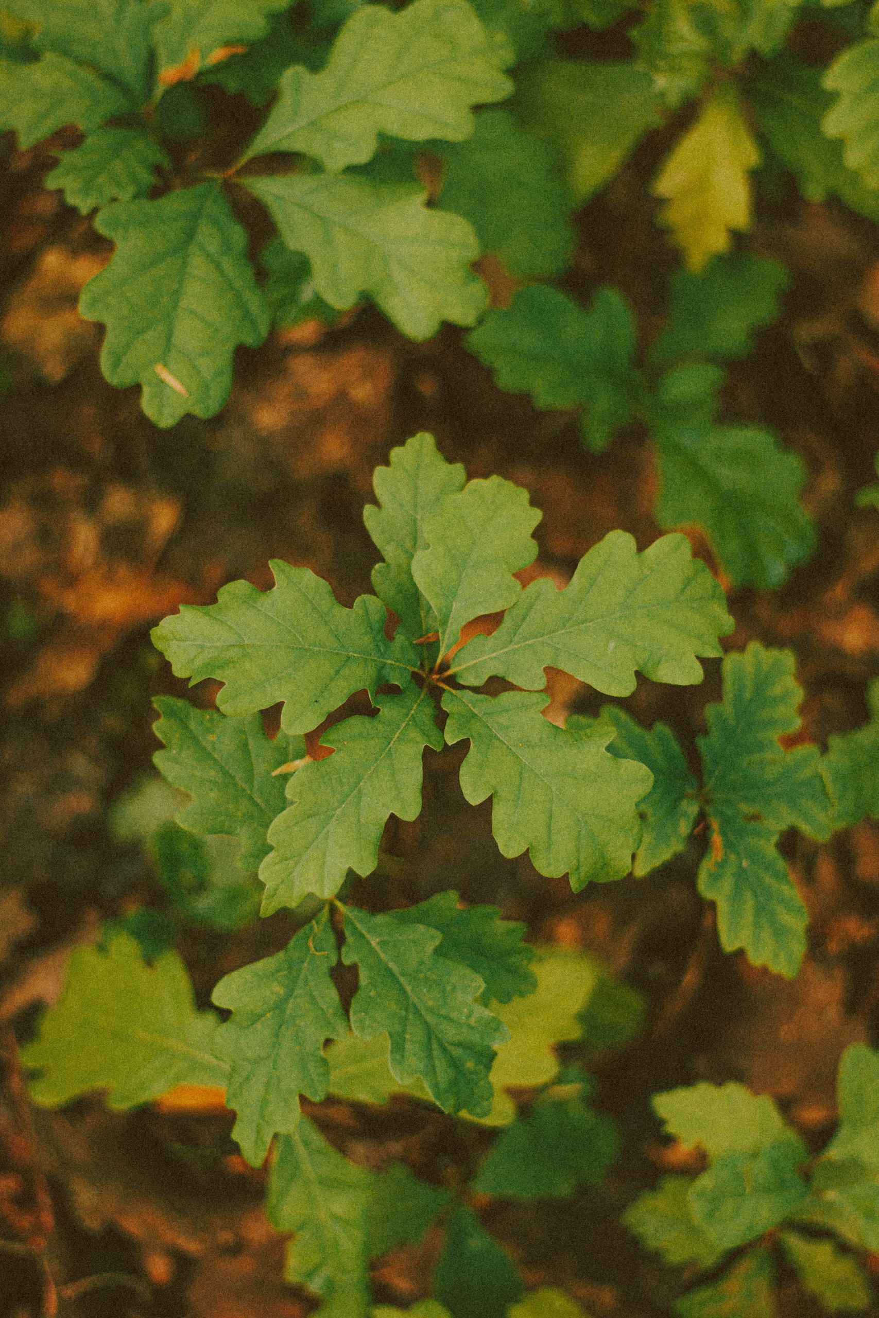 Vibrant close-up of green oak leaves captured with selective focus, emphasizing natural growth.