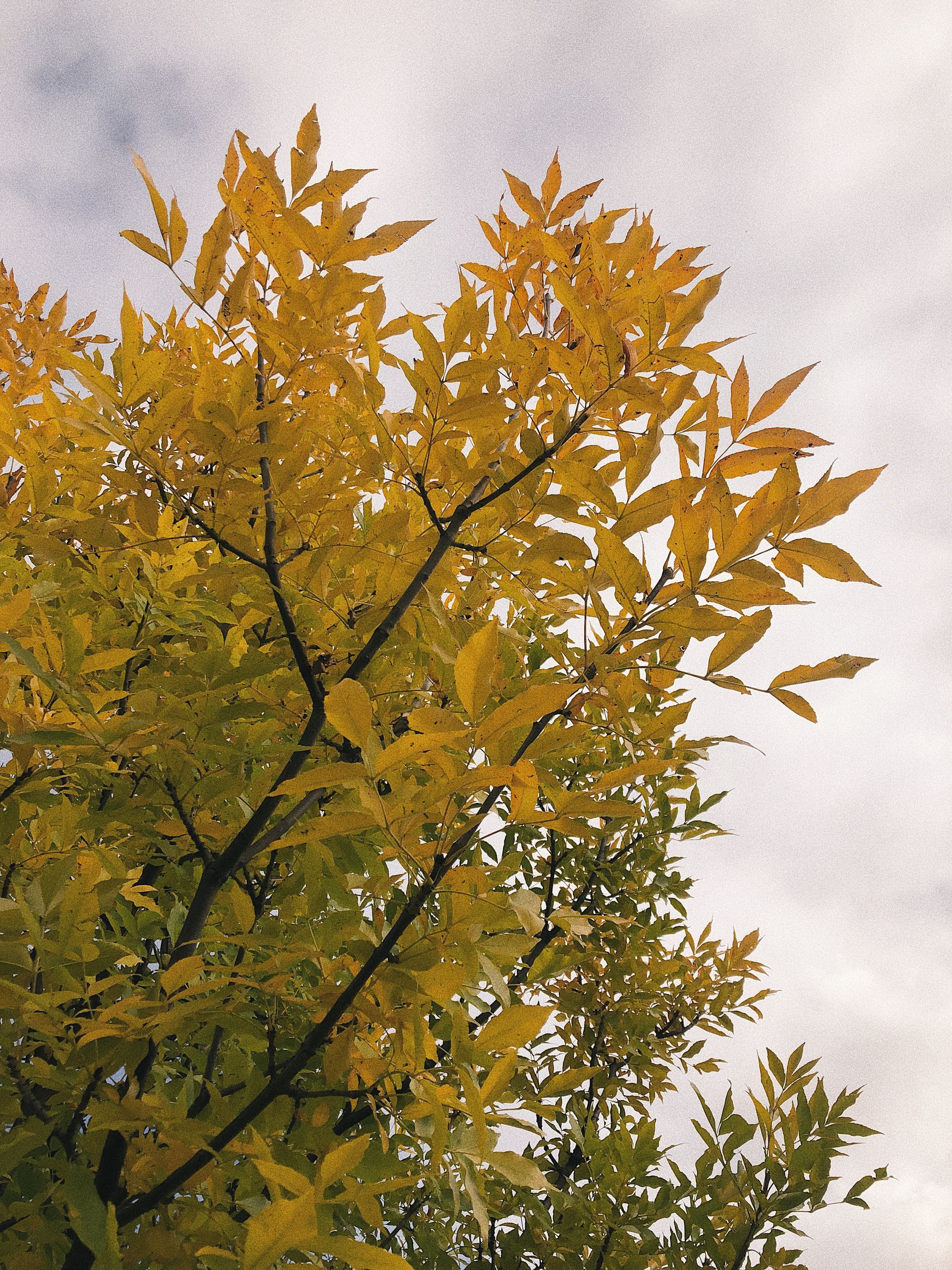 Vibrant yellow autumn leaves reaching skyward against a cloudy backdrop.