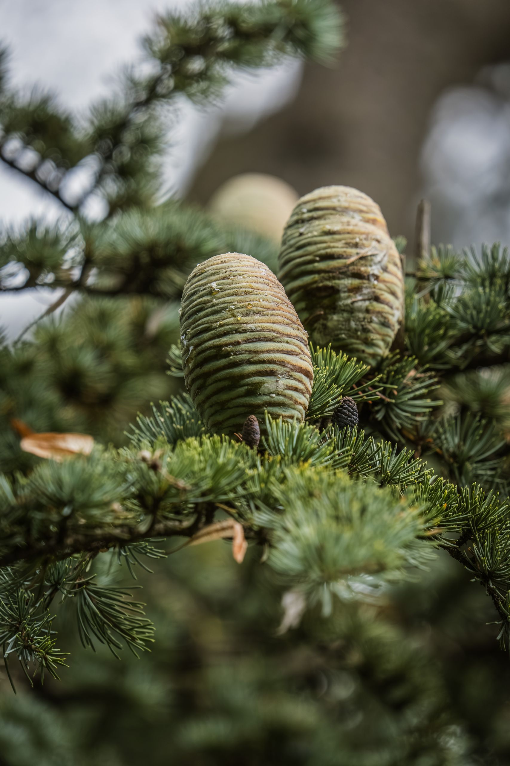 Detailed image of fir cones on a conifer branch capturing nature's beauty.