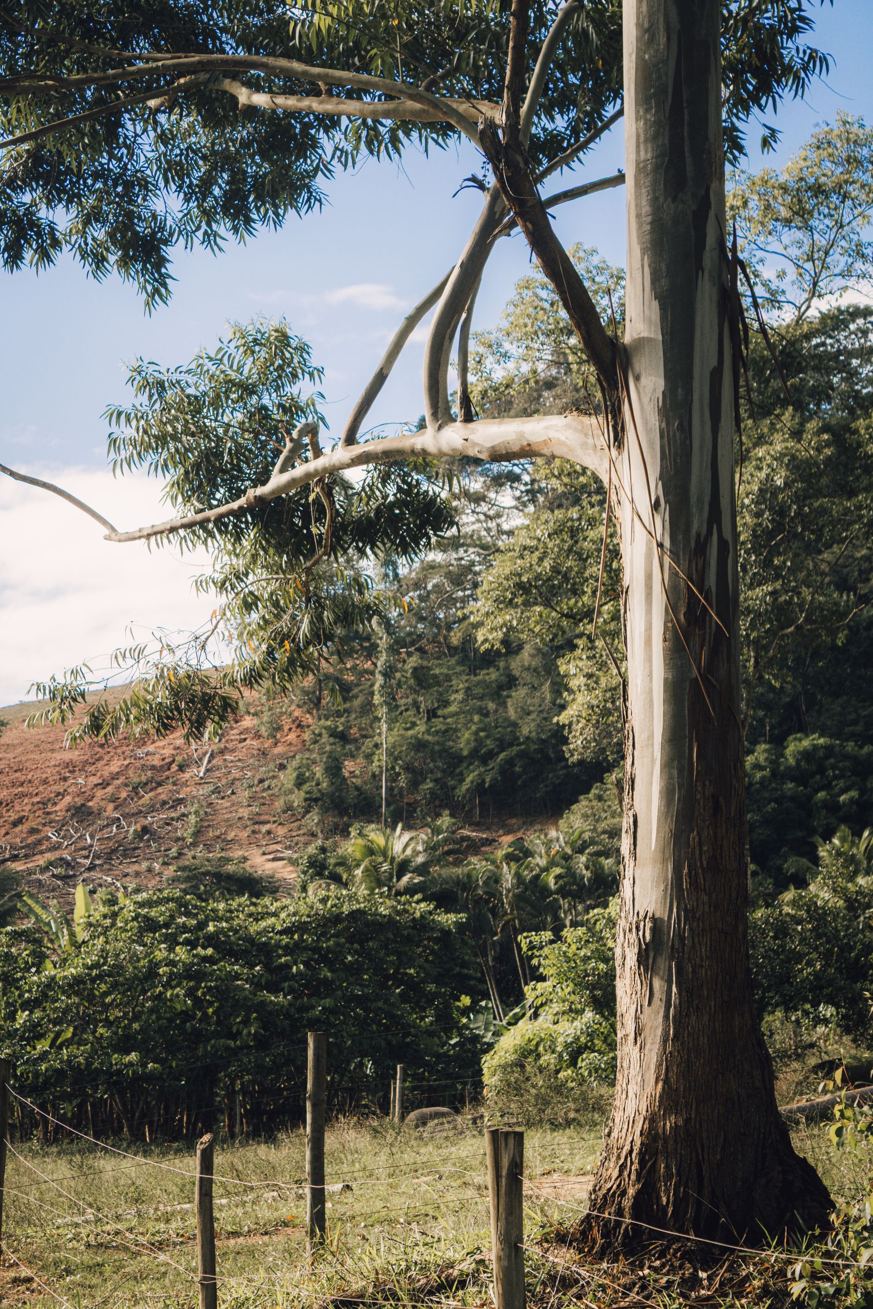 Peaceful outdoor scene featuring a solitary eucalyptus tree against a lush mountainous backdrop.