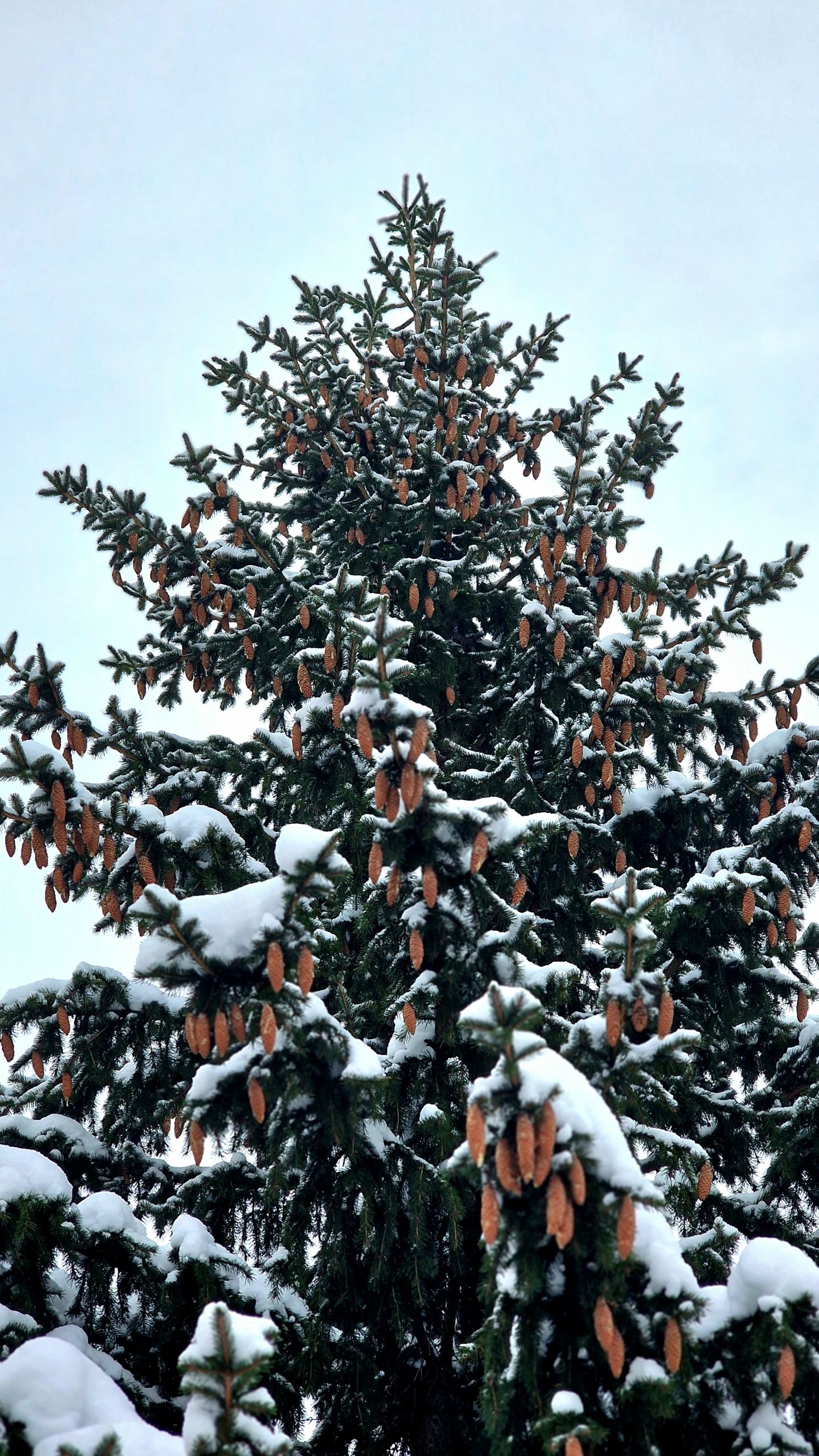 Snow-covered spruce tree displaying cones beautifully in a serene winter setting.