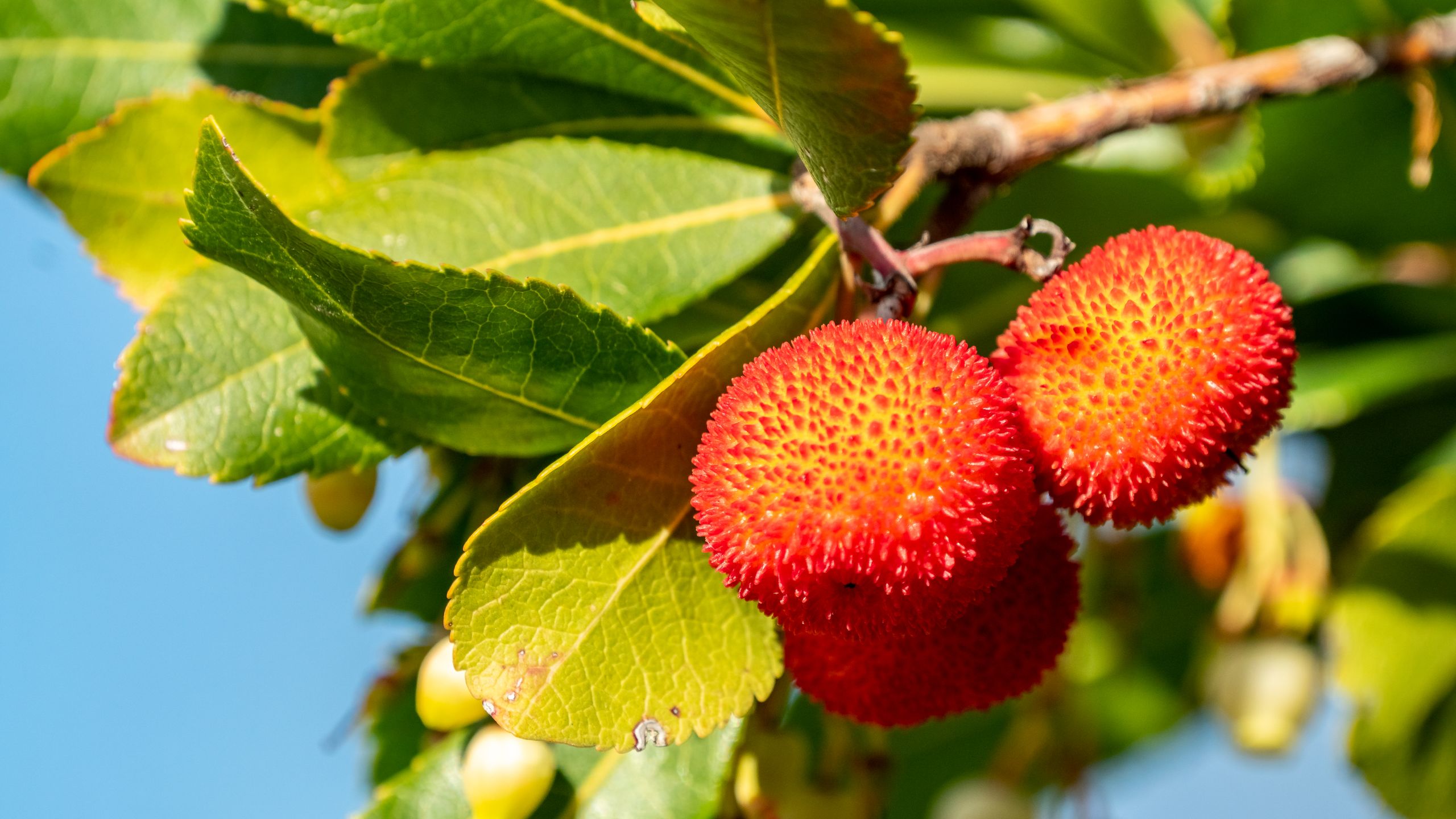 Vibrant close-up photo of red Arbutus unedo fruits on a branch with green leaves against a clear blue sky.